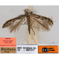 /filer/webapps/moths_gc/media/images/L/leptalea_Acrocercops_ST4_ANIC.jpg
