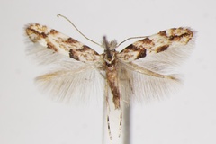 Phyllonorycter chiclanella