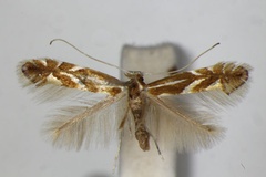Phyllonorycter myricae
