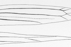 Cameraria perodeaui