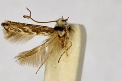 Epicephala colymbetella