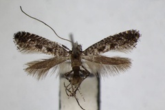 Parornix multimaculata