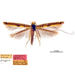 /filer/webapps/moths_gc/media/images/P/pandoxa_Cuphodes_HT_ANIC_ZcSwG20.jpg