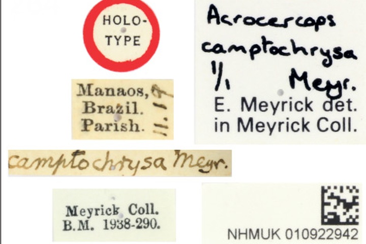 /filer/webapps/moths_gc/media/images/C/camptochrysa_Acrocercops_HT_-NHMUK-010922942_Labels.jpg