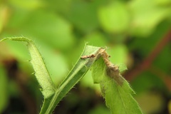 Phyllonorycter cephalariae