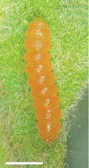 /filer/webapps/moths_gc/media/images/A/ambrosiavora_Atacamaptilia_larva7_Espinoza-Donoso-etal_2022_416.jpg