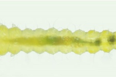 Phyllonorycter populifoliella