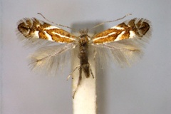 Phyllonorycter spinicolella