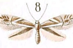 Phyllonorycter scitulella