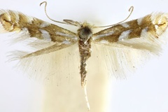 Phyllonorycter alnicolella