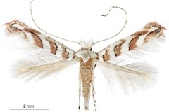 Cameraria cretaceella
