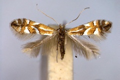 Phyllonorycter dubitella