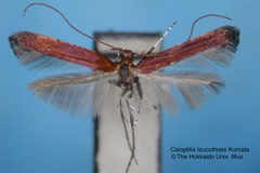 Caloptilia leucothoes