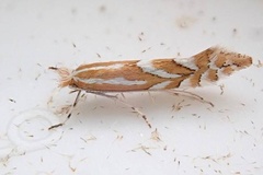 Phyllonorycter cerasinella