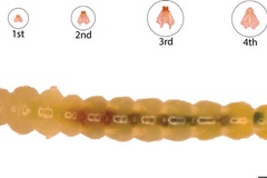 Macrosaccus morrisella