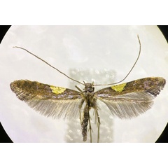 /filer/webapps/moths_gc/media/images/S/stigmatella_Caloptilia_A_Lopez-Muraira-etal_2024.jpg