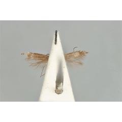 /filer/webapps/moths_gc/media/images/A/acares_Aristaea_ST_ANIC31-076452_ventral.jpg