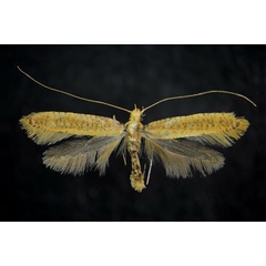 /filer/webapps/moths_gc/media/images/I/infaceta_Caloptilia_AF_ZMHB.jpg