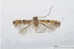 Neolithocolletis hikomonticola