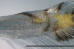 Phyllocnistis indistincta