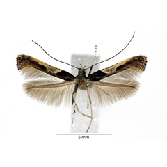 /filer/webapps/moths_gc/media/images/F/fidella_Caloptilia_iA_01_LR.jpg