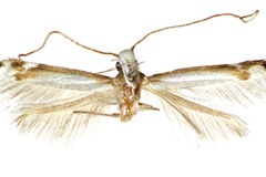 Eteoryctis minimus