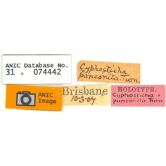 /filer/webapps/moths_gc/media/images/P/panconita_Murwillumbah_HT_Labels.jpg
