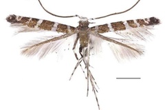 Spulerina marginata