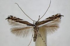 Micrurapteryx kollariella