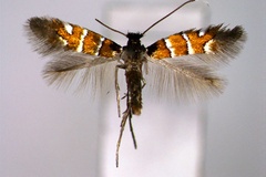 Phyllonorycter schreberella
