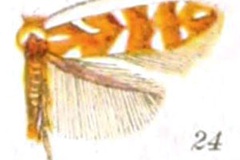 Phyllonorycter auronitens