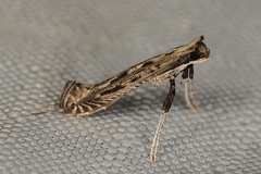 Pleiomorpha virgata