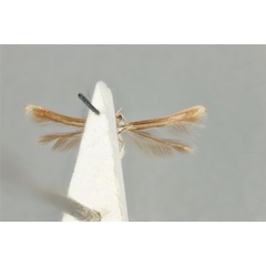 /filer/webapps/moths_gc/media/images/M/maculosa_Cuphodes_PLT_ANIC31-053582_ventral.jpg