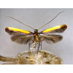 /filer/webapps/moths_gc/media/images/I/isochrysa_Caloptilia_A_EIHU.jpg