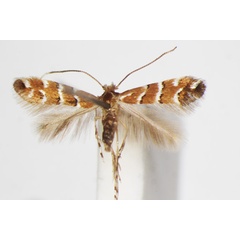 /filer/webapps/moths_gc/media/images/H/hikosanensis_Cameraria_A_ZSM_2.jpg