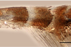 Phyllonorycter japonica