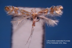 Phyllonorycter watanabei