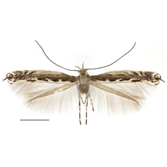 /filer/webapps/moths_gc/media/images/O/occulta_Micrurapteryx_Kirichenko-et-al_2016_111_9.jpg