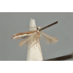 /filer/webapps/moths_gc/media/images/P/parallela_Acrocercops_ST_ANIC31-087278_wing.jpg