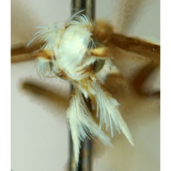 /filer/webapps/moths_gc/media/images/G/glochidiella_Diphtheroptila_PT_head1_ANIC.jpg