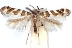Cupedia cupediella