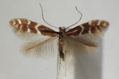 Phyllonorycter fraxinella