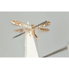 /filer/webapps/moths_gc/media/images/T/trapezoides_Acrocercops_ST_ANIC31-081630_wing.jpg