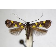 /filer/webapps/moths_gc/media/images/Q/quadrisignella_Calybites_A_ZSM_2.jpg