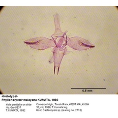 /filer/webapps/moths_gc/media/images/M/malayana_Phyllonorycter_GM_HT_5837_EIHU.jpg