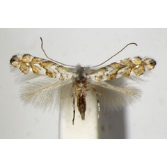 /filer/webapps/moths_gc/media/images/C/cistifoliella_Triberta_A_ZSM_2.jpg