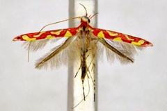 Macarostola zehntneri