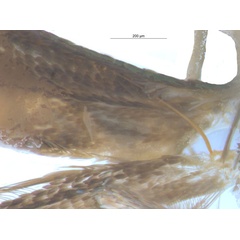 /filer/webapps/moths_gc/media/images/G/glochidia_Diphtheroptila_PT1_frenulum_ANIC.jpg