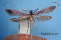 Caloptilia kadsurae