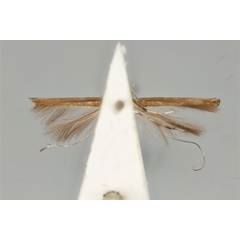 /filer/webapps/moths_gc/media/images/M/microta_Cuphodes_HT_ANIC31-010800_ventral.jpg